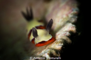 Chromodoris fidelis_March 2024
(Canon100, 1/200,f14,iso100) by Antonio Venturelli 